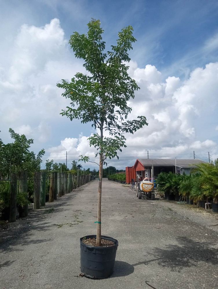 bursera-simaruba-gumbo-limbo