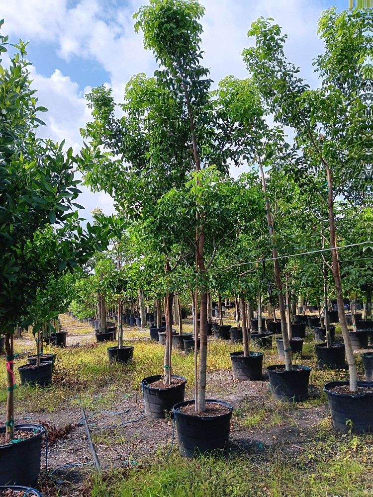 bursera-simaruba-gumbo-limbo