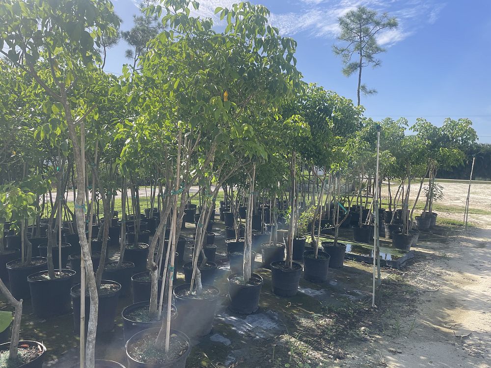 bursera-simaruba-gumbo-limbo