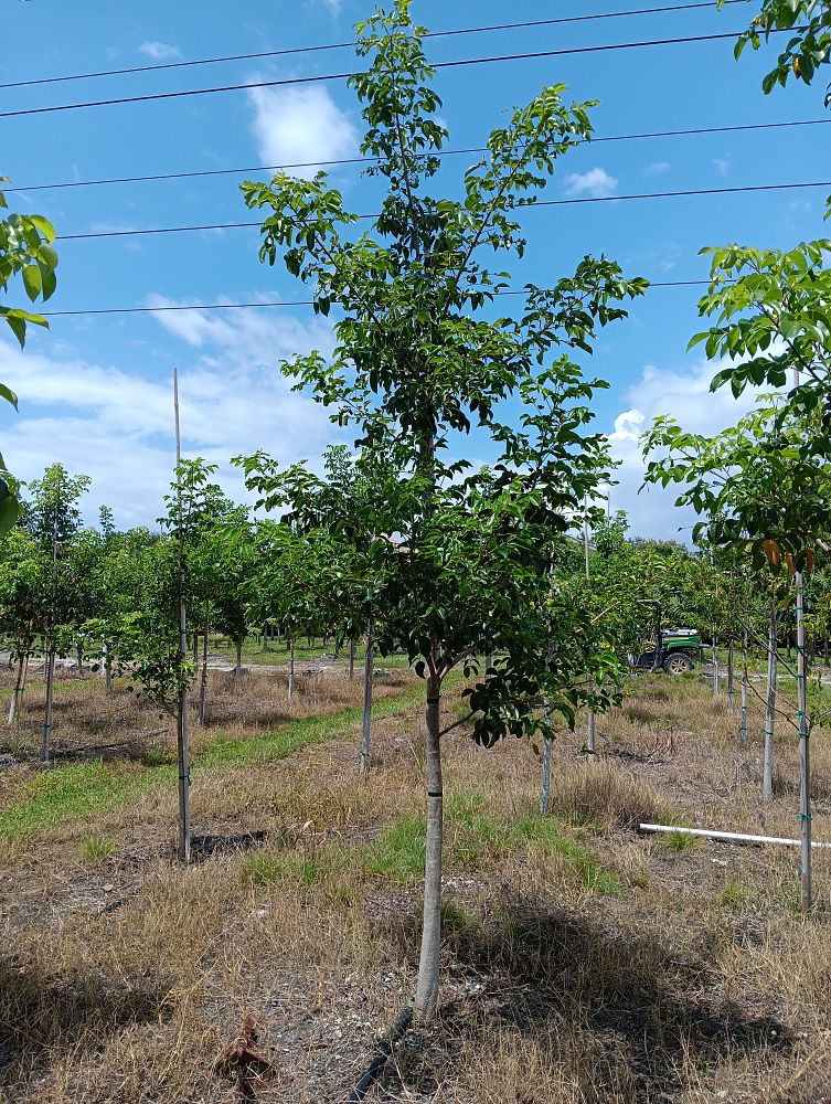 bursera-simaruba-gumbo-limbo