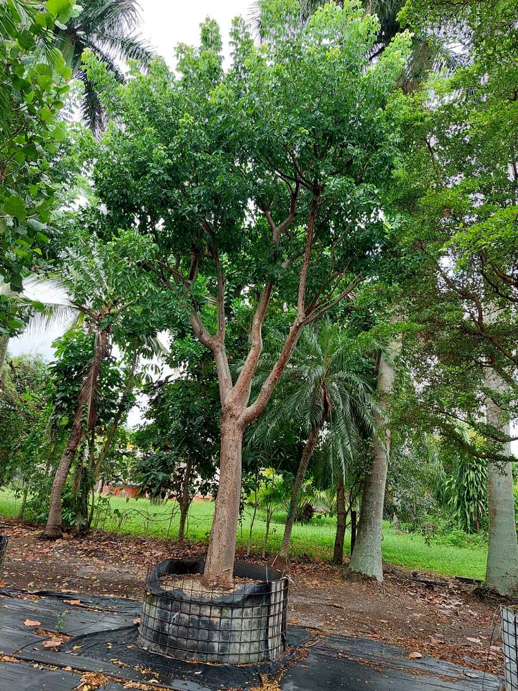 bursera-simaruba-gumbo-limbo