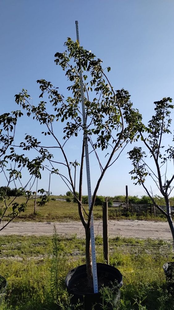 bursera-simaruba-gumbo-limbo