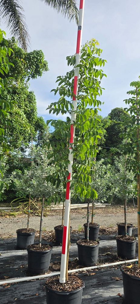 bursera-simaruba-gumbo-limbo