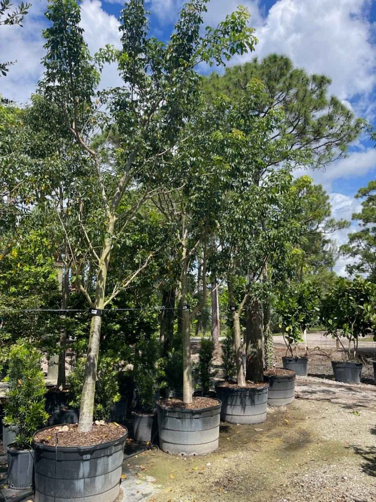 bursera-simaruba-gumbo-limbo