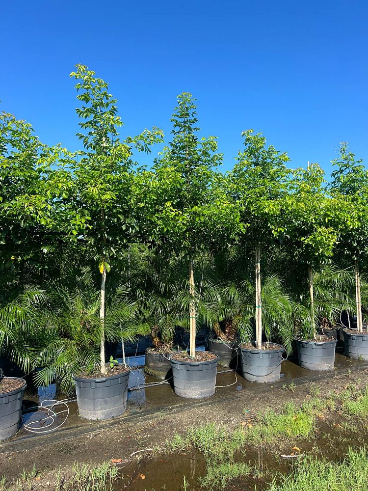 bursera-simaruba-gumbo-limbo