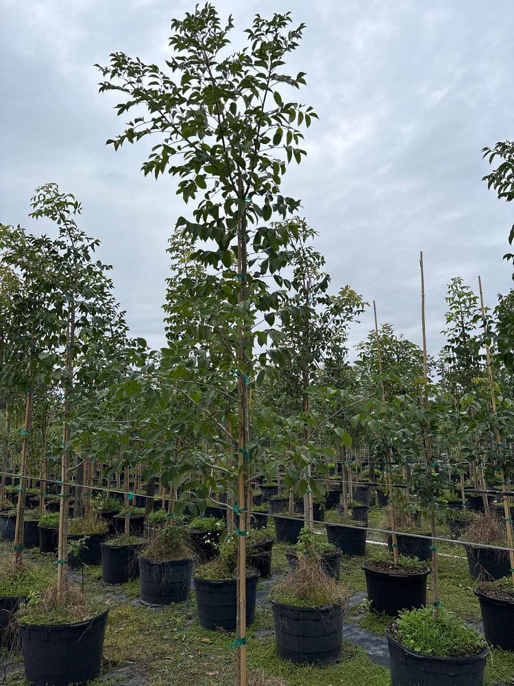 bursera-simaruba-gumbo-limbo