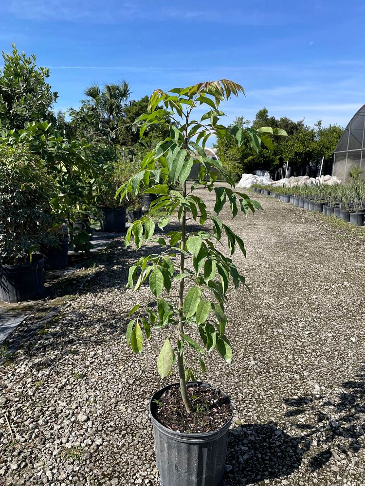 bursera-simaruba-gumbo-limbo