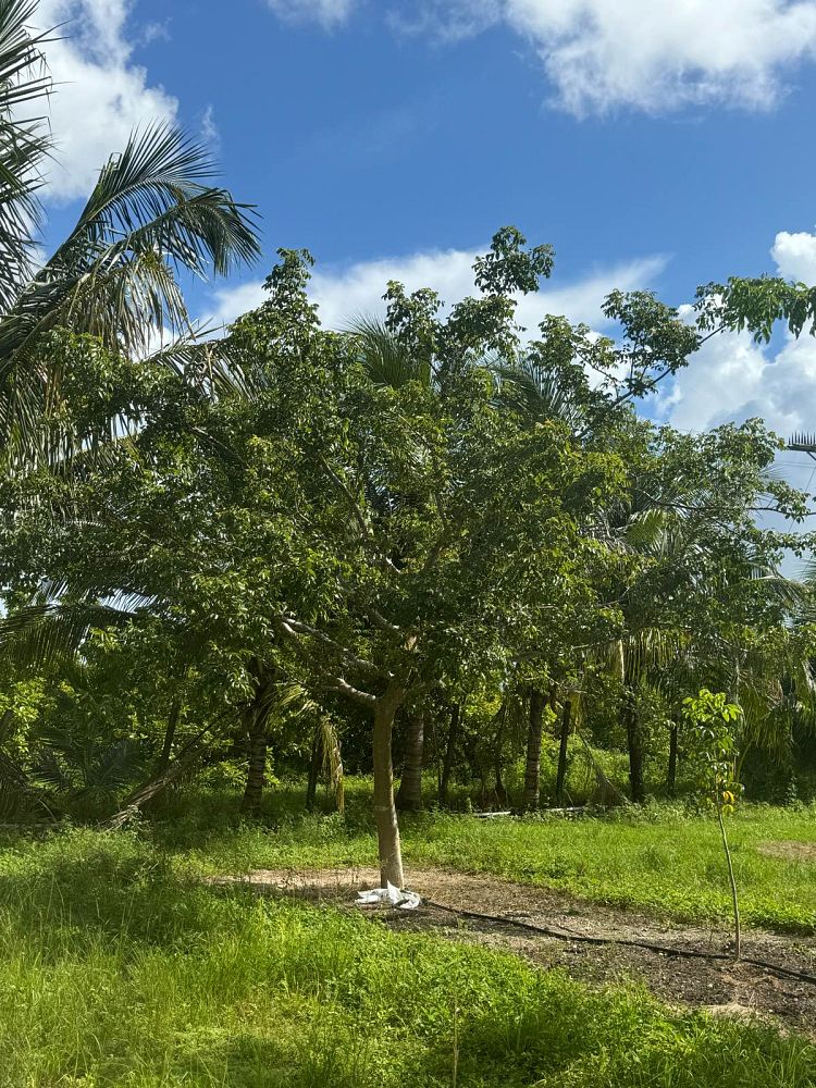 bursera-simaruba-gumbo-limbo