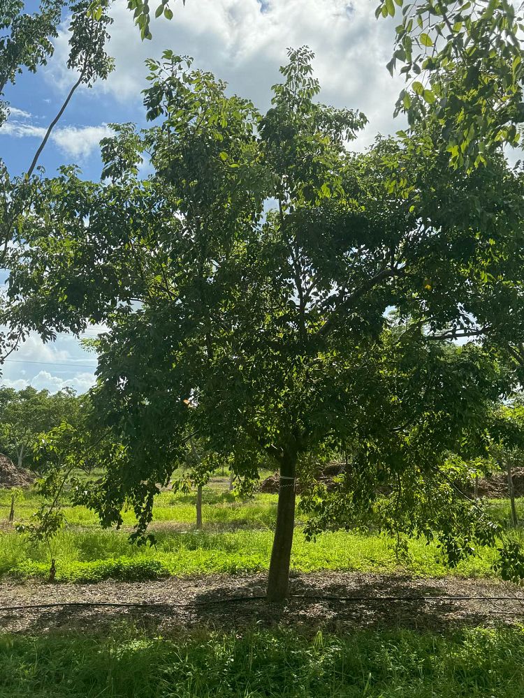 bursera-simaruba-gumbo-limbo