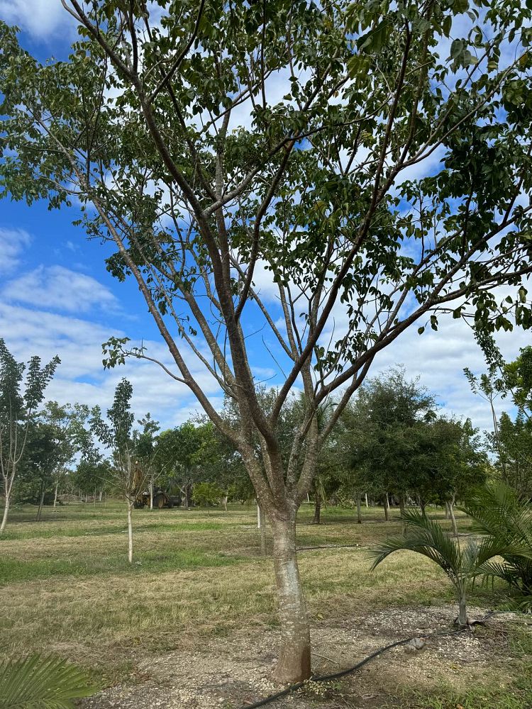 bursera-simaruba-gumbo-limbo