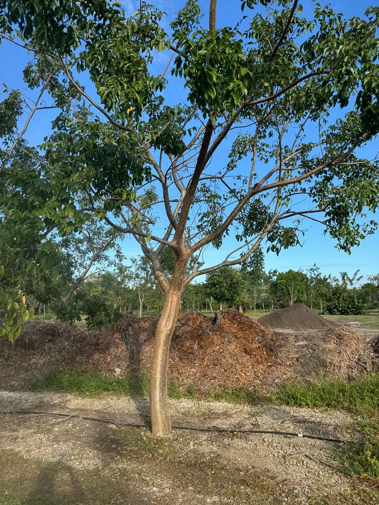 bursera-simaruba-gumbo-limbo