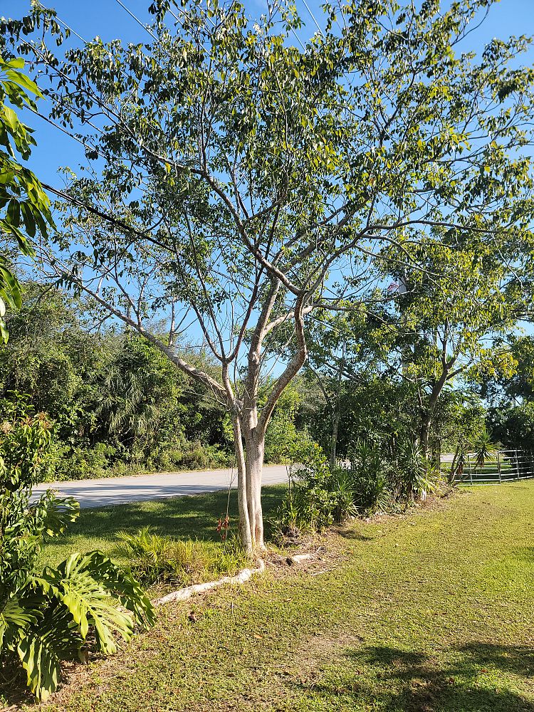 bursera-simaruba-gumbo-limbo