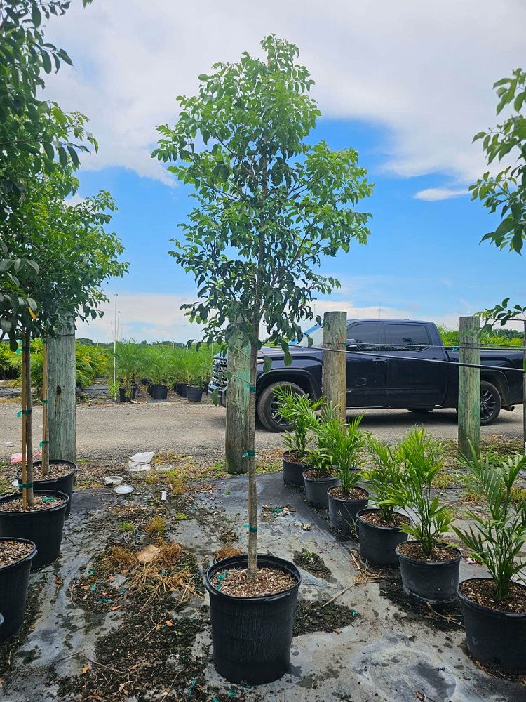 bursera-simaruba-gumbo-limbo