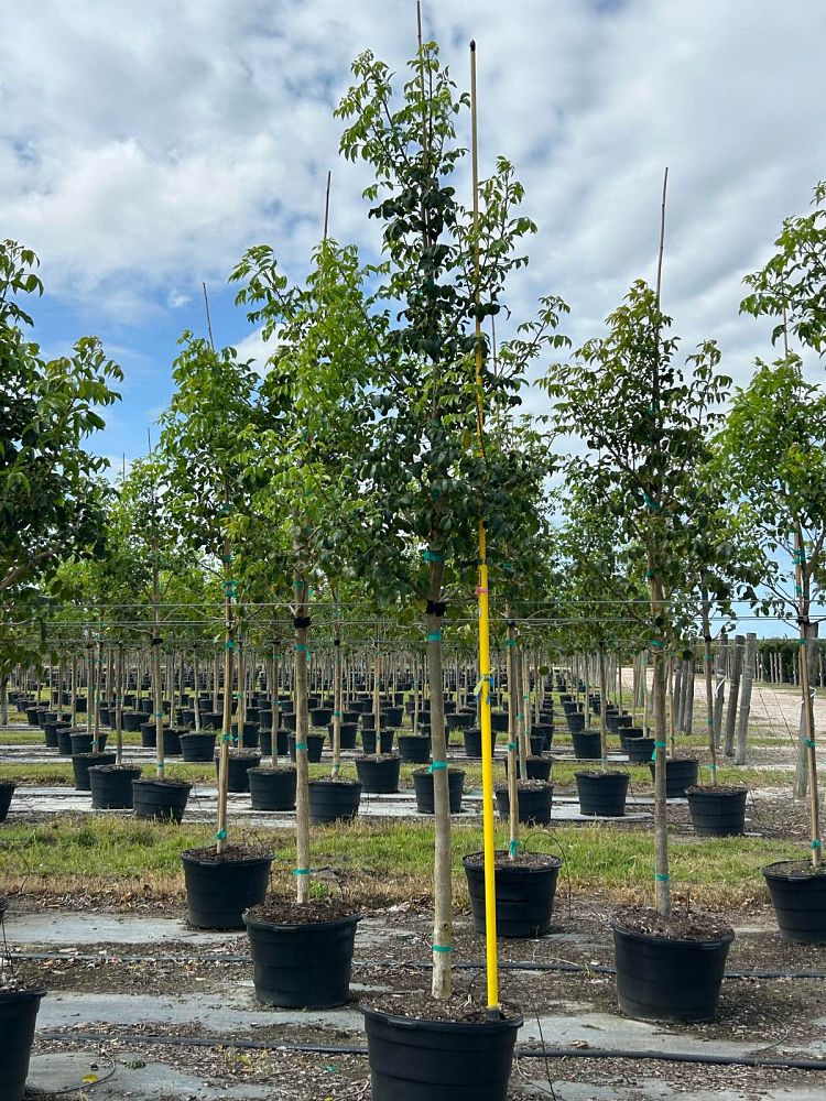 bursera-simaruba-gumbo-limbo