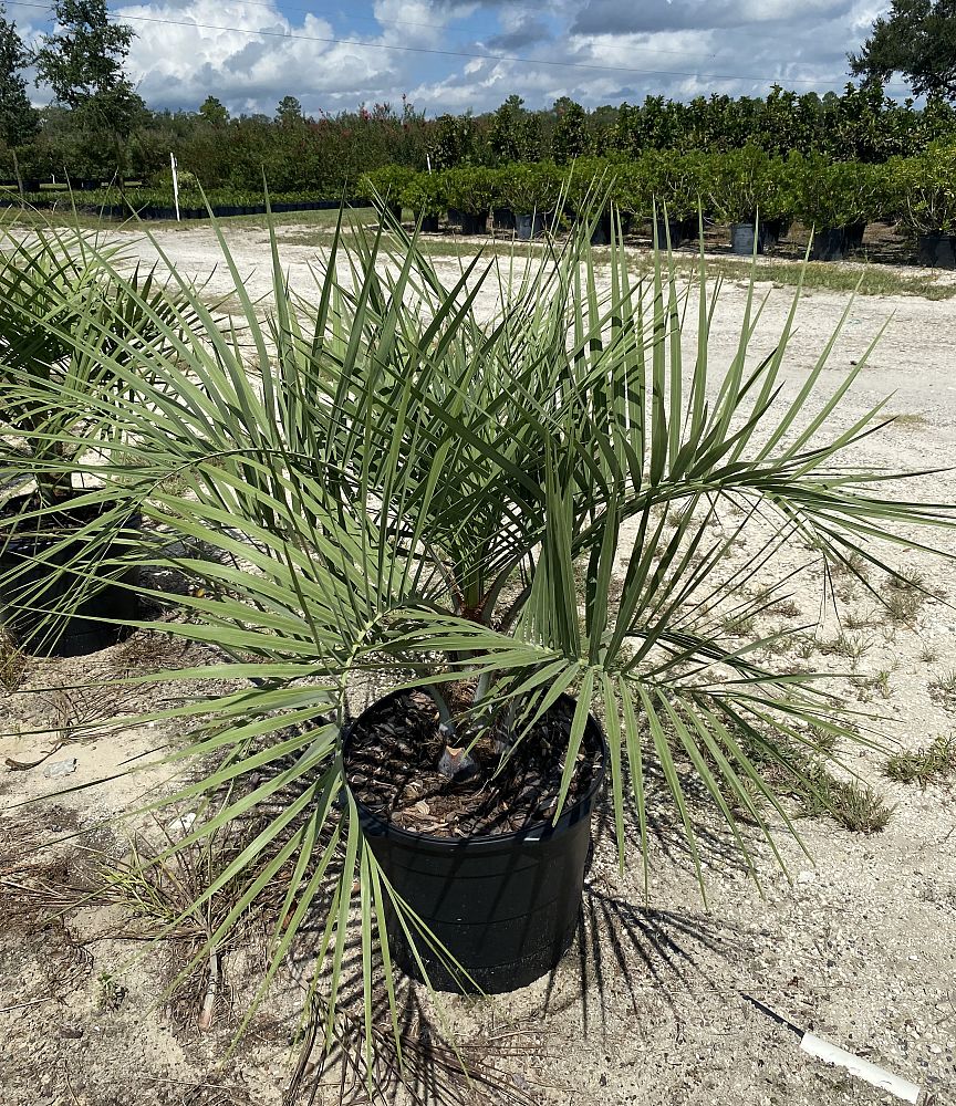 butia-capitata-cocos-australis-pindo-palm-jelly-palm