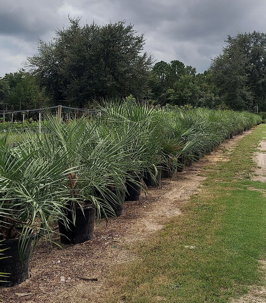 butia-capitata-cocos-australis-pindo-palm-jelly-palm