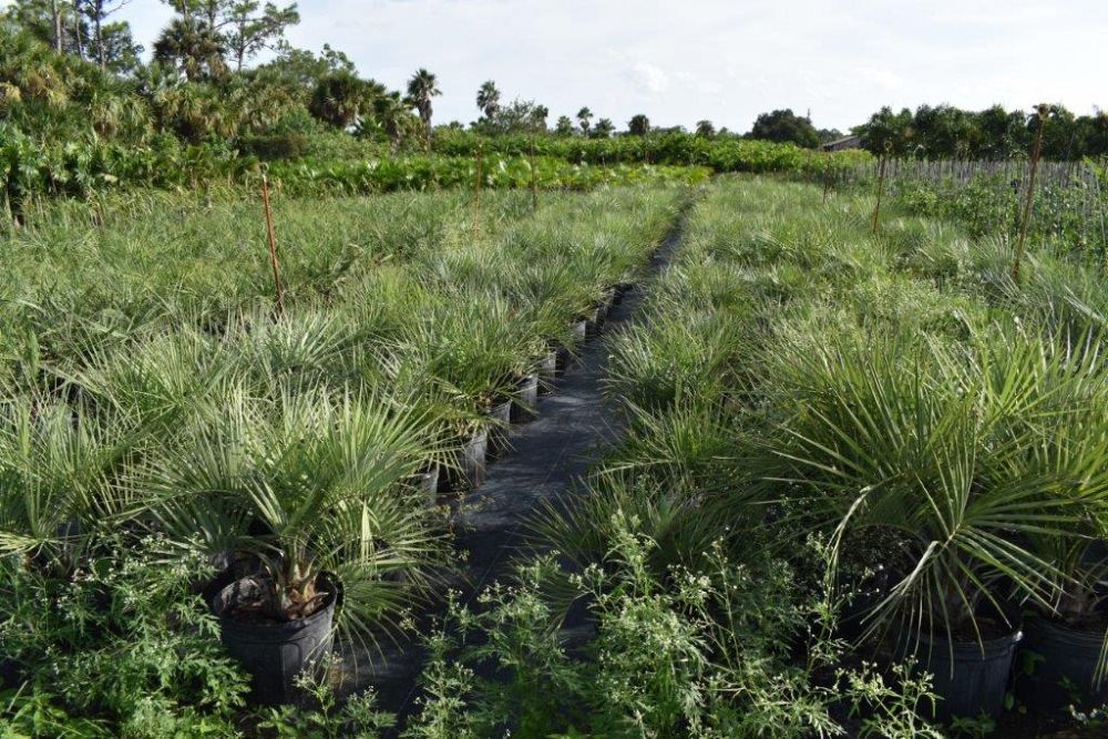 butia-capitata-cocos-australis-pindo-palm-jelly-palm