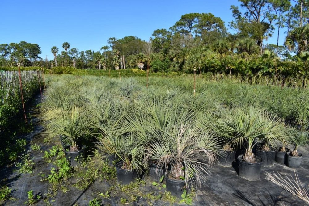 butia-capitata-cocos-australis-pindo-palm-jelly-palm