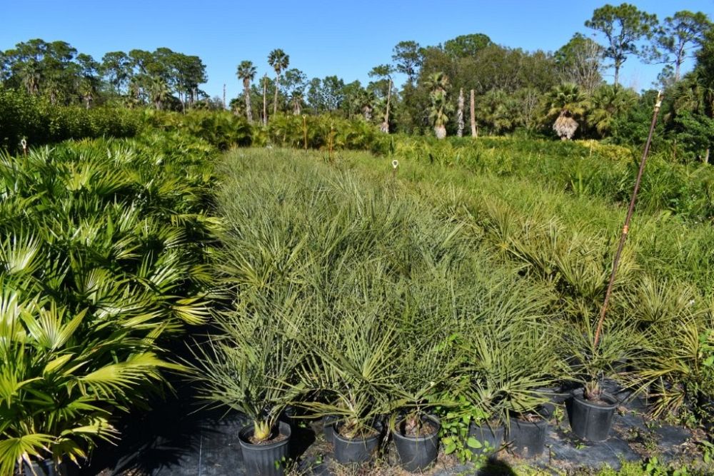 butia-capitata-cocos-australis-pindo-palm-jelly-palm