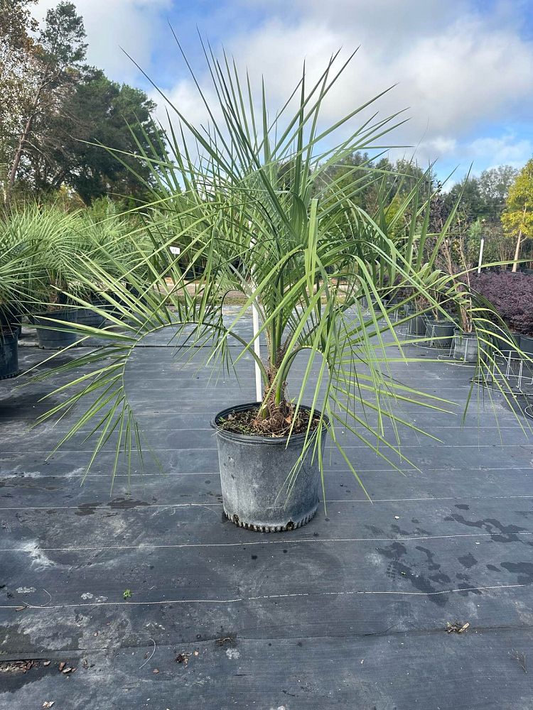 butia-capitata-cocos-australis-pindo-palm-jelly-palm