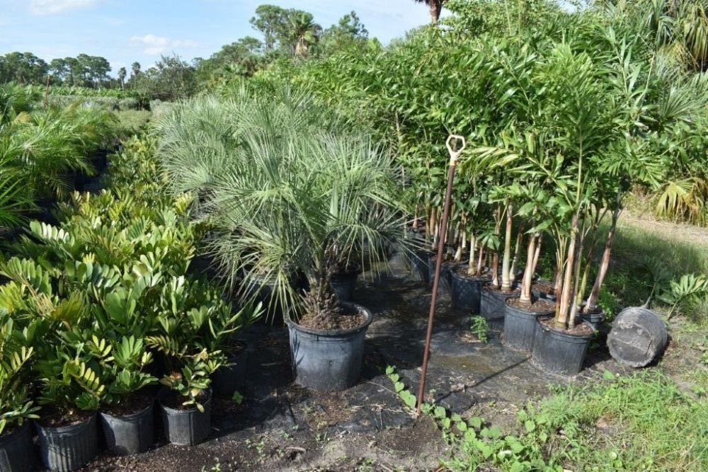 butia-capitata-cocos-australis-pindo-palm-jelly-palm