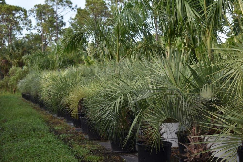 butia-capitata-cocos-australis-pindo-palm-jelly-palm