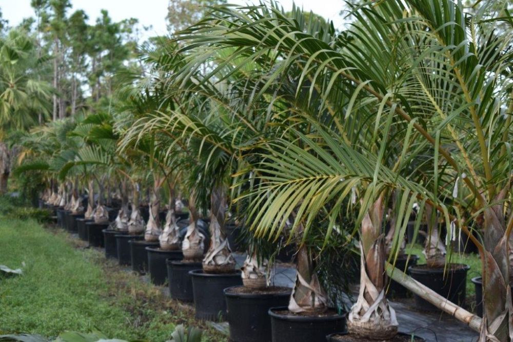 butia-capitata-cocos-australis-pindo-palm-jelly-palm