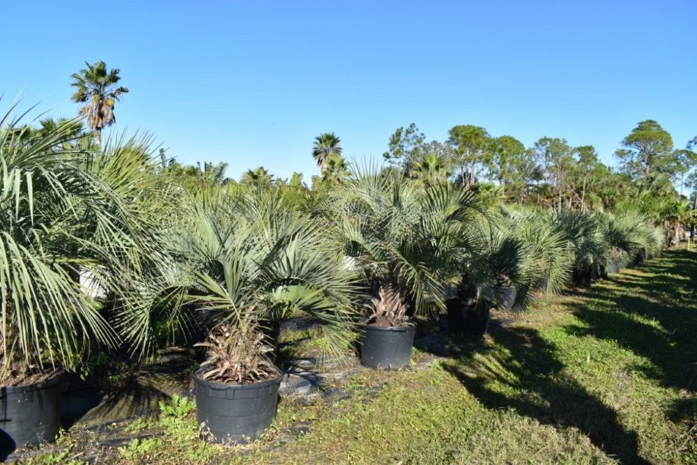 butia-capitata-cocos-australis-pindo-palm-jelly-palm