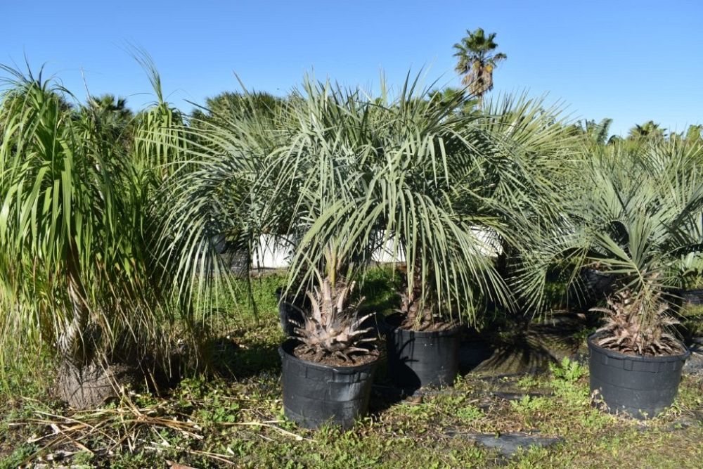 butia-capitata-cocos-australis-pindo-palm-jelly-palm