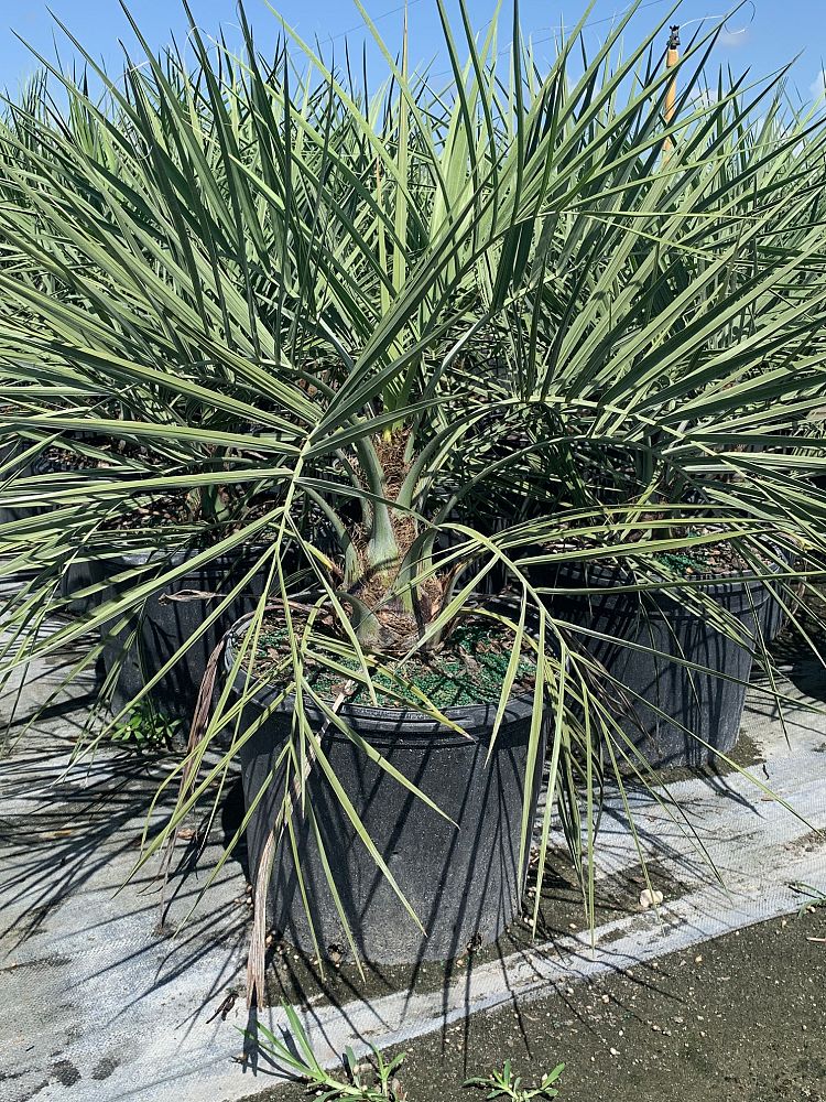 butia-capitata-cocos-australis-pindo-palm-jelly-palm