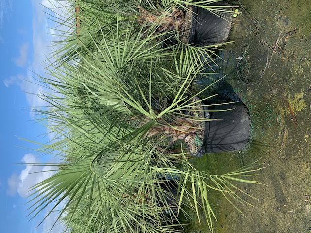 butia-capitata-cocos-australis-pindo-palm-jelly-palm