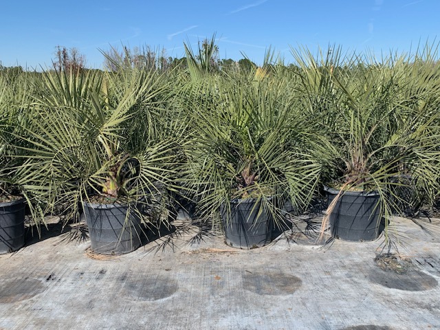 butia-capitata-cocos-australis-pindo-palm-jelly-palm