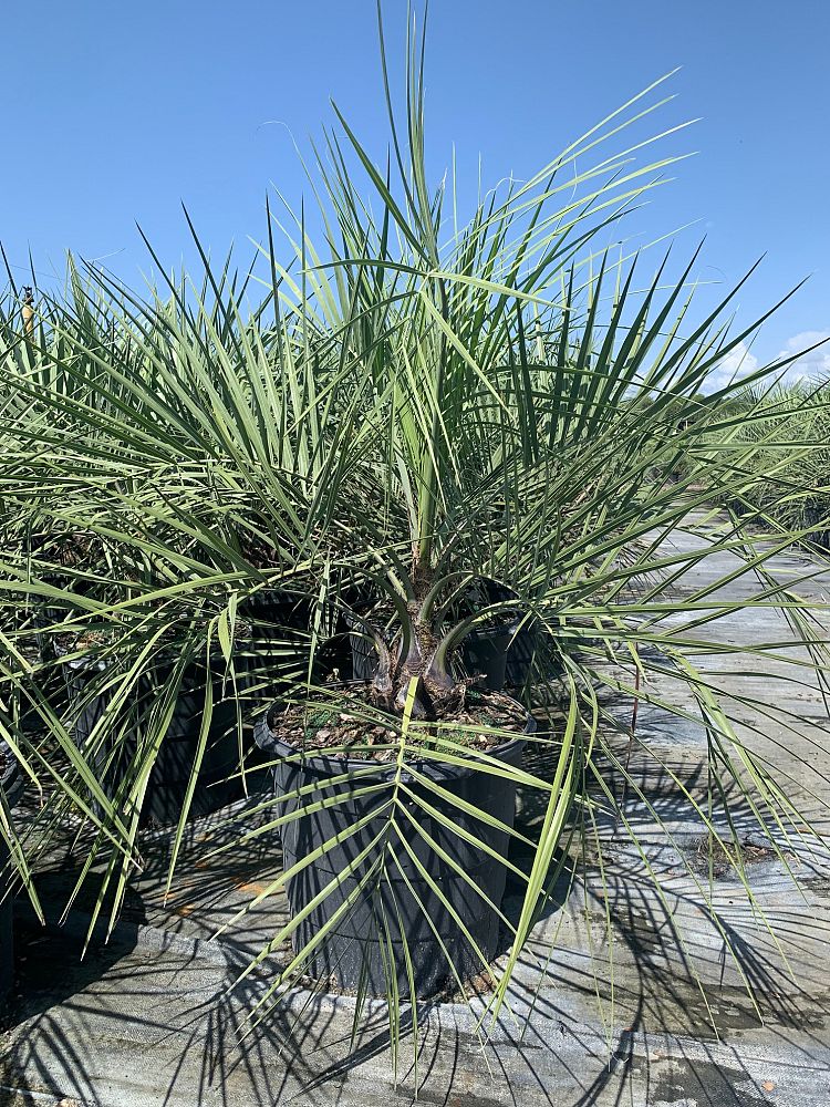 butia-capitata-cocos-australis-pindo-palm-jelly-palm