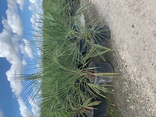 butia-capitata-cocos-australis-pindo-palm-jelly-palm