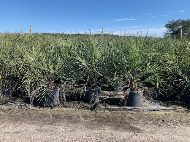 butia-capitata-cocos-australis-pindo-palm-jelly-palm