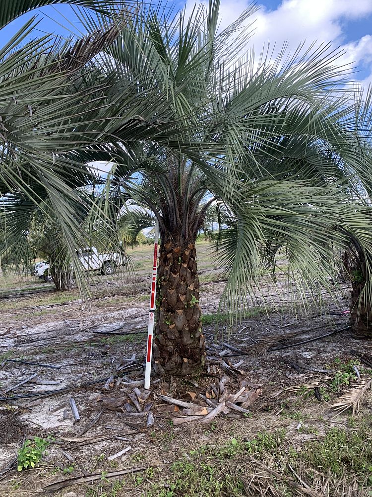 butia-capitata-cocos-australis-pindo-palm-jelly-palm