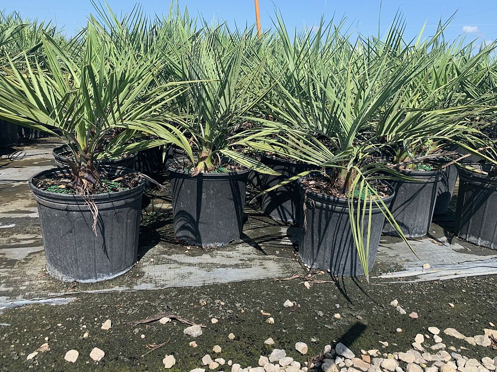 butia-capitata-cocos-australis-pindo-palm-jelly-palm