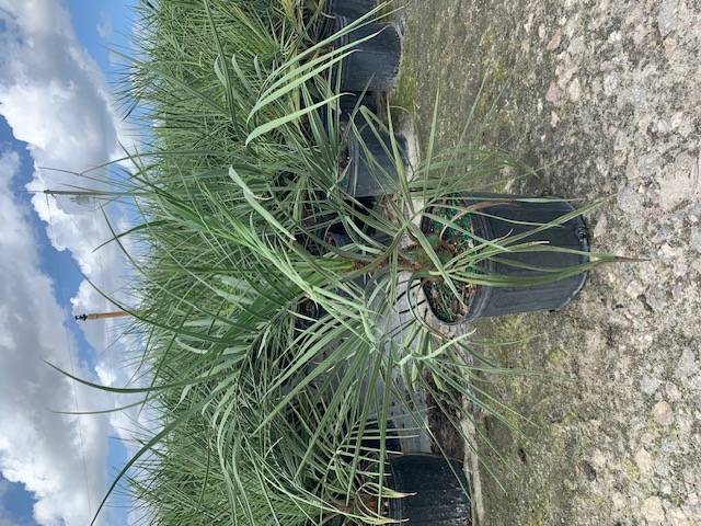 butia-capitata-cocos-australis-pindo-palm-jelly-palm