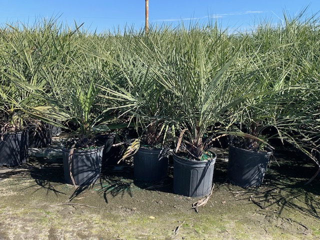 butia-capitata-cocos-australis-pindo-palm-jelly-palm