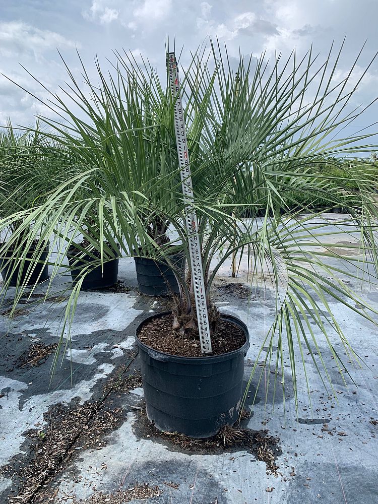 butia-capitata-cocos-australis-pindo-palm-jelly-palm