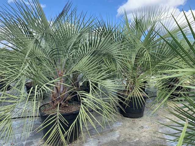 butia-capitata-cocos-australis-pindo-palm-jelly-palm