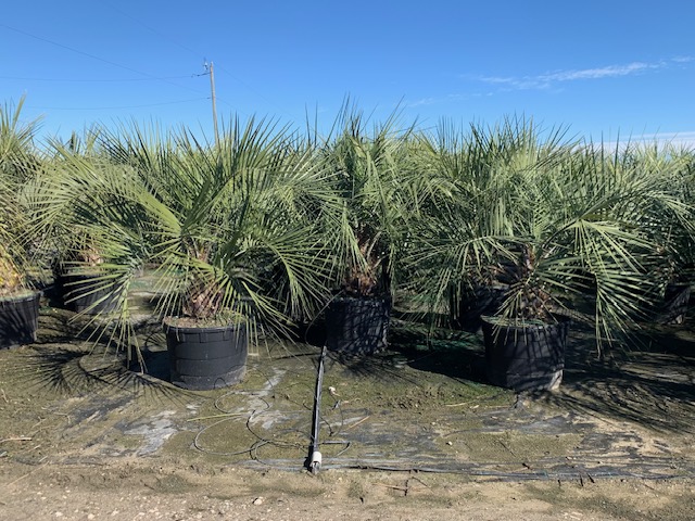 butia-capitata-cocos-australis-pindo-palm-jelly-palm