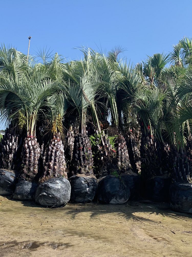 butia-capitata-cocos-australis-pindo-palm-jelly-palm