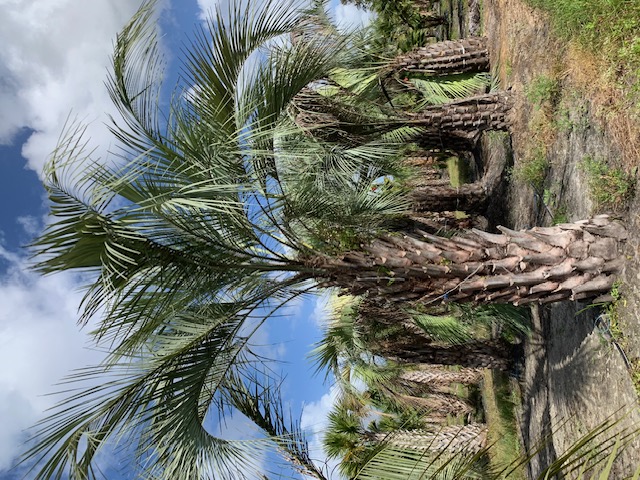 butia-capitata-cocos-australis-pindo-palm-jelly-palm