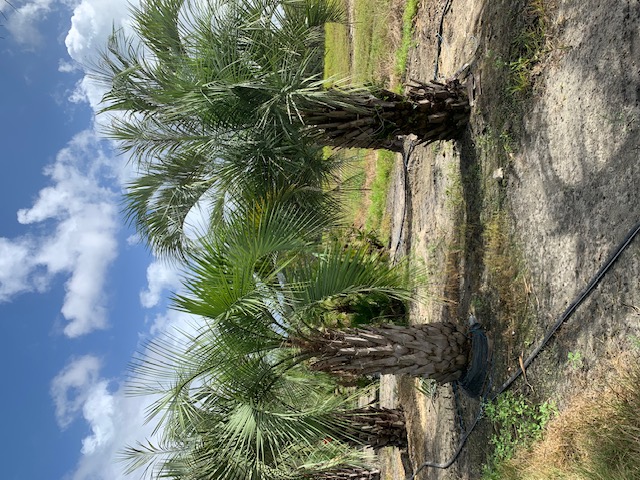 butia-capitata-cocos-australis-pindo-palm-jelly-palm