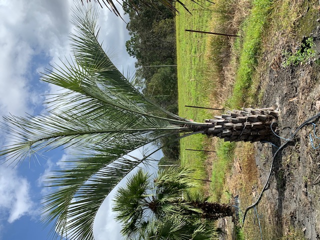 butia-capitata-cocos-australis-pindo-palm-jelly-palm