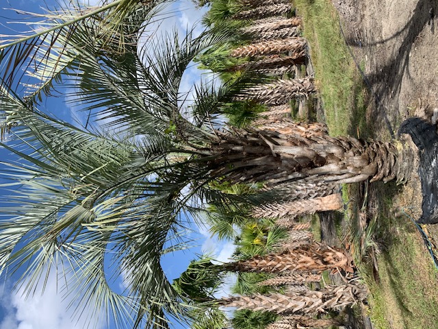 butia-capitata-cocos-australis-pindo-palm-jelly-palm