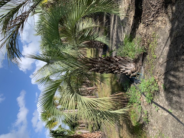 butia-capitata-cocos-australis-pindo-palm-jelly-palm