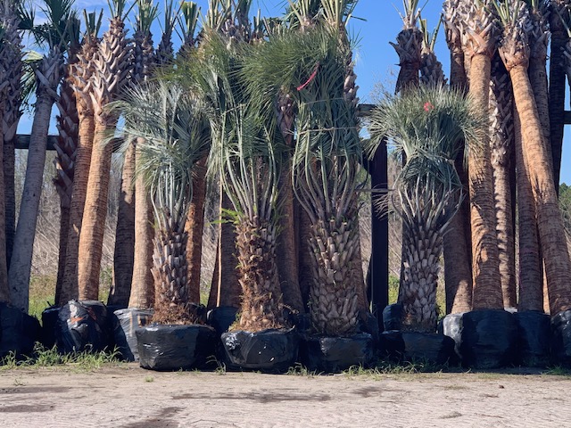 butia-capitata-cocos-australis-pindo-palm-jelly-palm