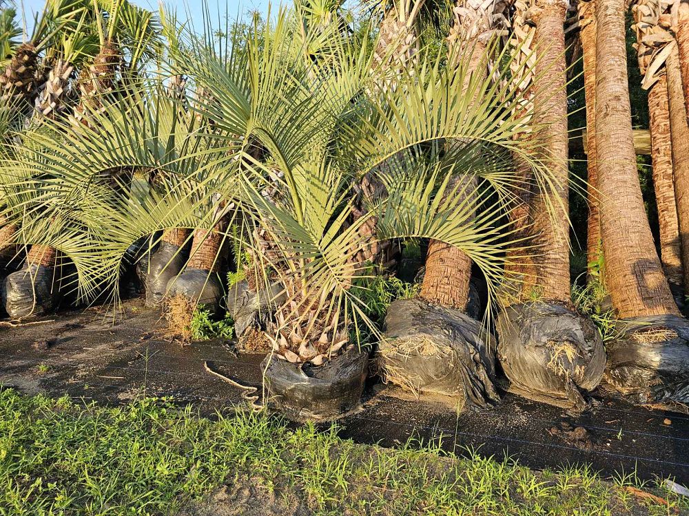 butia-capitata-cocos-australis-pindo-palm-jelly-palm